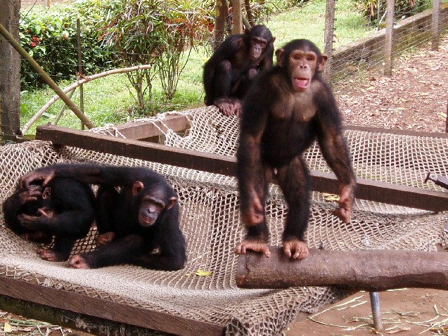 Chimps At Limbe Zoo (photo: Njei M.T)