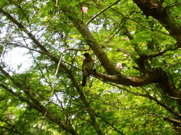 The Clock Bird (Photo: Njei M.T)