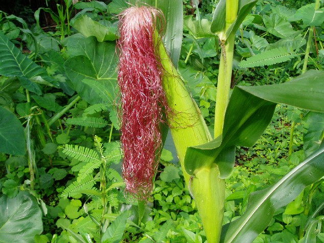 Corn, Cameroon (photo Njei M.T)