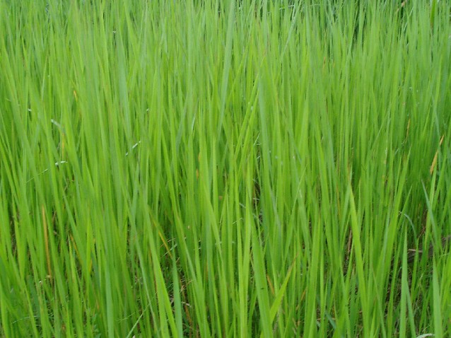 Spear Grass,Cameroon (photo Njei, M.T)