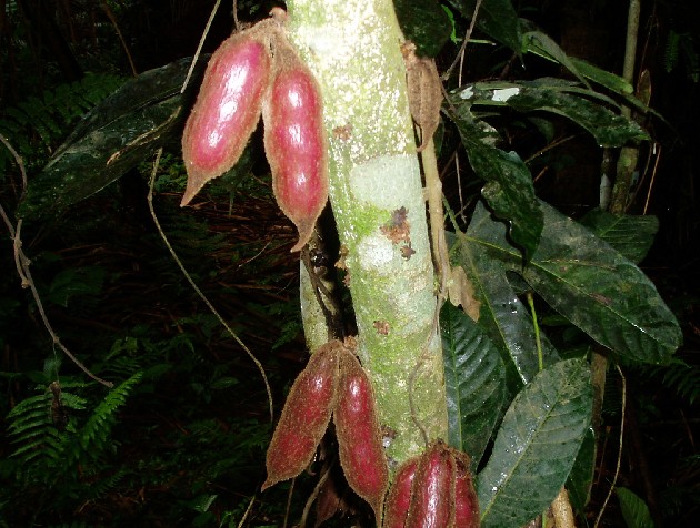 Monkey Kola, Cameroon (photo Njei M.T)