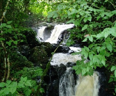 Jungle Stream, Cameroon (photo Njei, M.T)