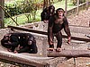 Chimps At Limbe Zoo (photo: Njei M.T)