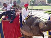Elephant Ride, Jaipur, India (photo: Njei M.T)