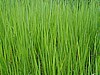 Spear Grass,Cameroon (photo Njei, M.T)