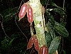 Monkey Kola, Cameroon (photo Njei M.T)